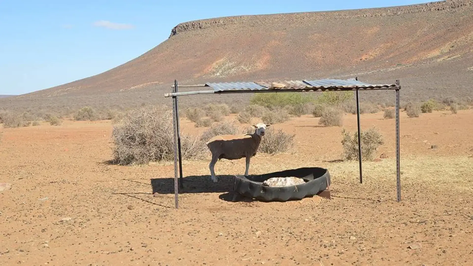 A goat standing under a makeshift  shed