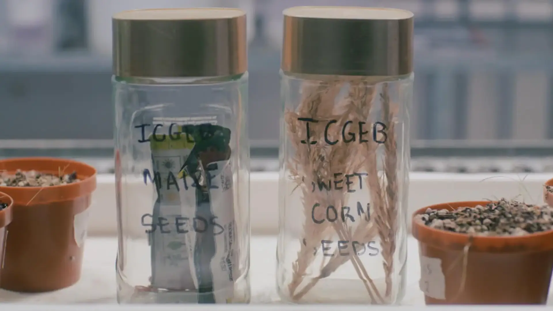 Seeds inside containers