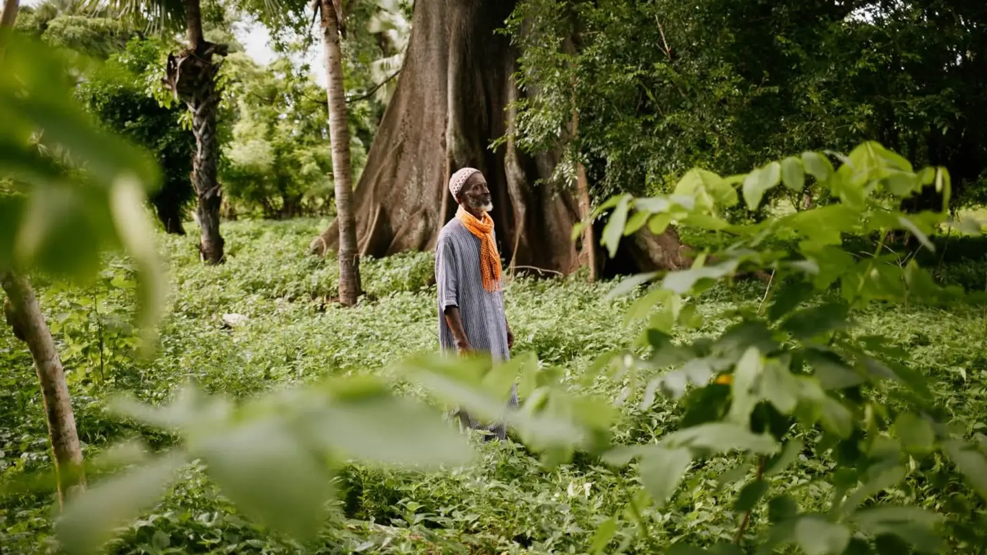 A man standing in middle of green forest of crops