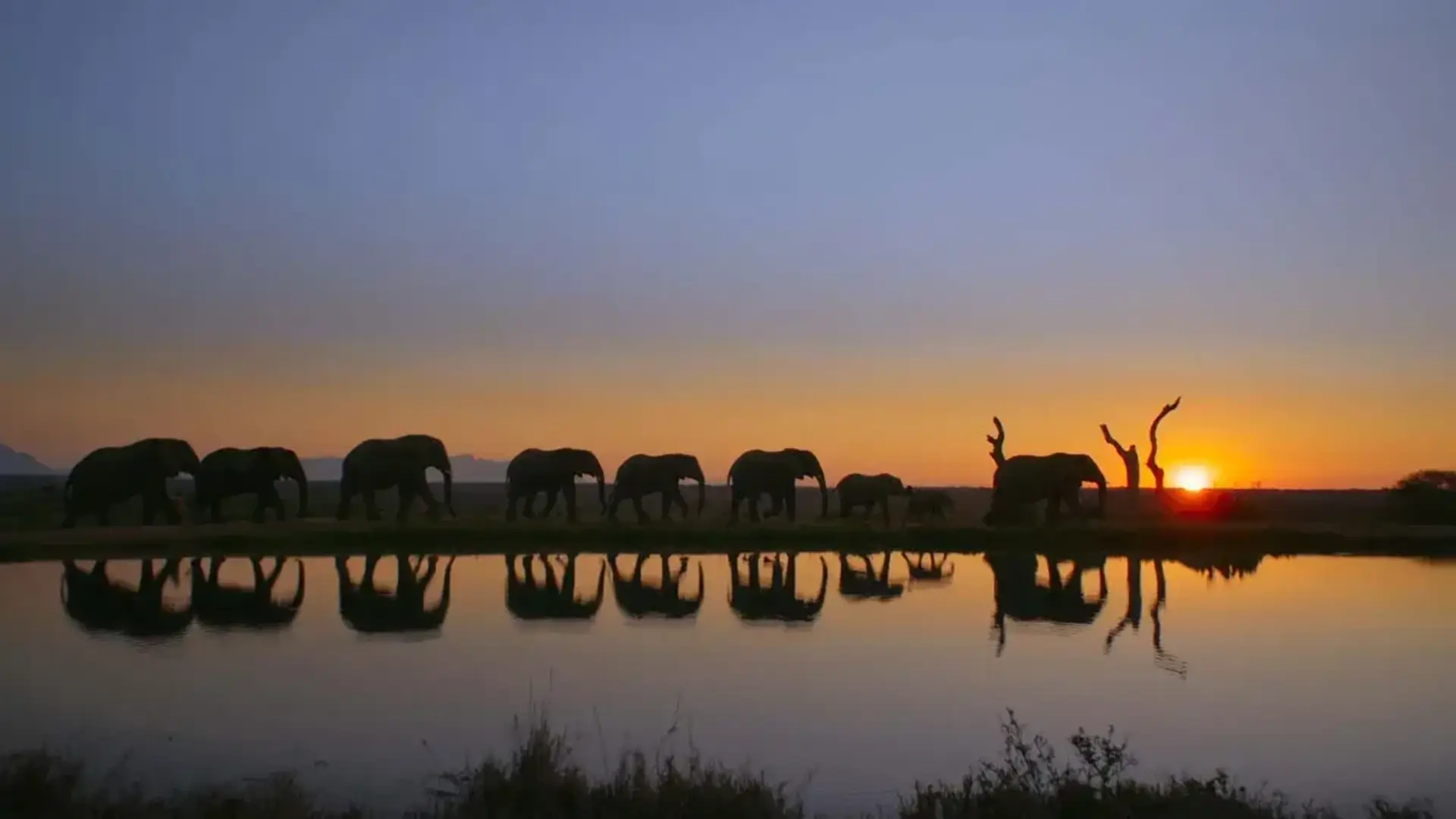 A queue of elephants reflected in a like as the sunsets.